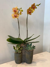 Load image into Gallery viewer, Double-Stem (Non-White) Orchid Planter