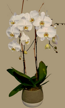 Load image into Gallery viewer, White Double-Stem Orchid Planter