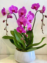 Load image into Gallery viewer, Double-Stem (Non-White) Orchid Planter