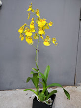 Load image into Gallery viewer, Single-Stem Orchid Planter