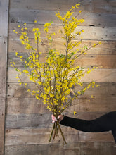 Load image into Gallery viewer, Golden Forsythia