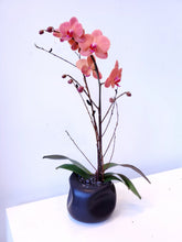 Load image into Gallery viewer, Single-Stem Orchid Planter