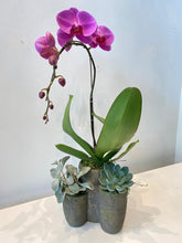 Load image into Gallery viewer, Single-Stem Orchid Planter