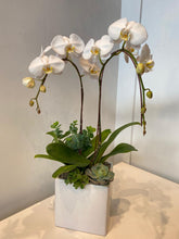 Load image into Gallery viewer, White Double-Stem Orchid Planter