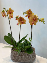 Load image into Gallery viewer, Medium Orchid Planter