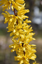 Load image into Gallery viewer, Golden Forsythia