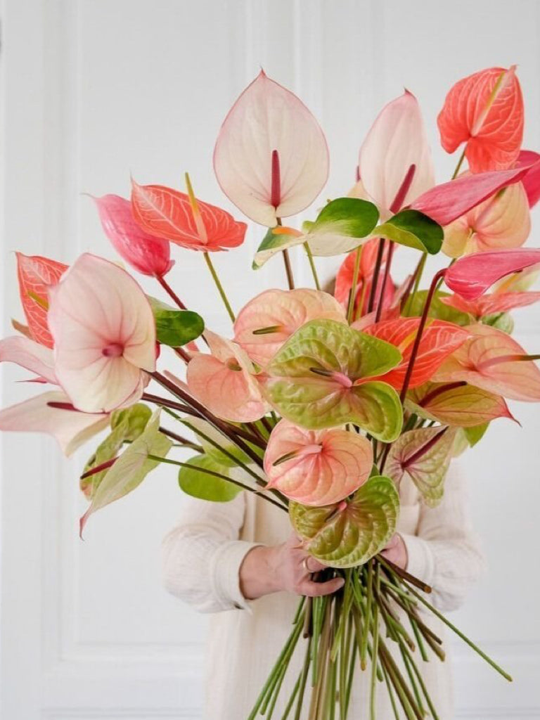 anthurium import Anthurium (1 Stem)