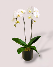 Load image into Gallery viewer, White Double-Stem Orchid Planter