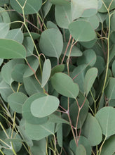 Load image into Gallery viewer, Fresh Eucalyptus Bunch