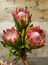 Load image into Gallery viewer, Fresh Cut Proteas