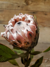 Load image into Gallery viewer, Fresh Cut Proteas