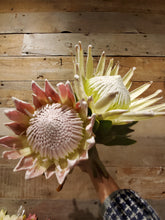 Load image into Gallery viewer, Fresh Cut Proteas