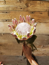 Load image into Gallery viewer, Fresh Cut Proteas