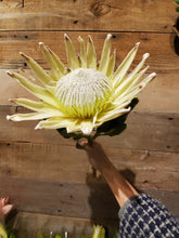 Load image into Gallery viewer, Fresh Cut Proteas