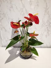 Load image into Gallery viewer, Anthurium Planter