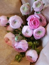 Load image into Gallery viewer, Fresh Cut Regular Ranunculus