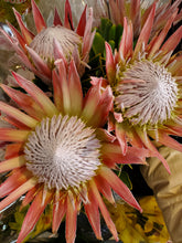 Load image into Gallery viewer, Fresh Cut Proteas