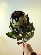 Load image into Gallery viewer, Fresh Cut Proteas