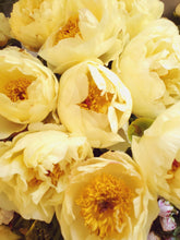 Load image into Gallery viewer, Fresh Cut Peonies