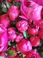 Load image into Gallery viewer, Fresh Cut Peonies