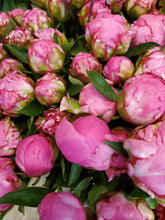 Load image into Gallery viewer, Fresh Cut Peonies