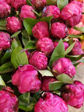 Load image into Gallery viewer, Fresh Cut Peonies