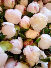 Load image into Gallery viewer, Fresh Cut Peonies