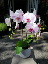 Load image into Gallery viewer, Double-Stem (Non-White) Orchid Planter