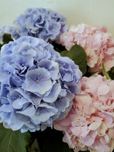 Load image into Gallery viewer, Fresh Cut Hydrangea
