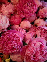 Load image into Gallery viewer, Fresh Cut Peonies