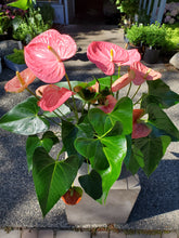 Load image into Gallery viewer, Anthurium Planter