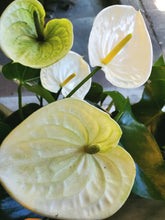 Load image into Gallery viewer, Anthurium Planter