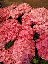 Load image into Gallery viewer, Fresh Cut Hydrangea