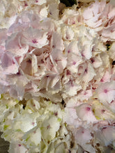 Load image into Gallery viewer, Fresh Cut Hydrangea