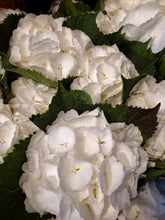 Load image into Gallery viewer, Fresh Cut Hydrangea