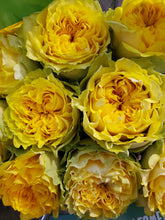 Load image into Gallery viewer, English Garden Roses