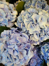 Load image into Gallery viewer, Fresh Cut Hydrangea