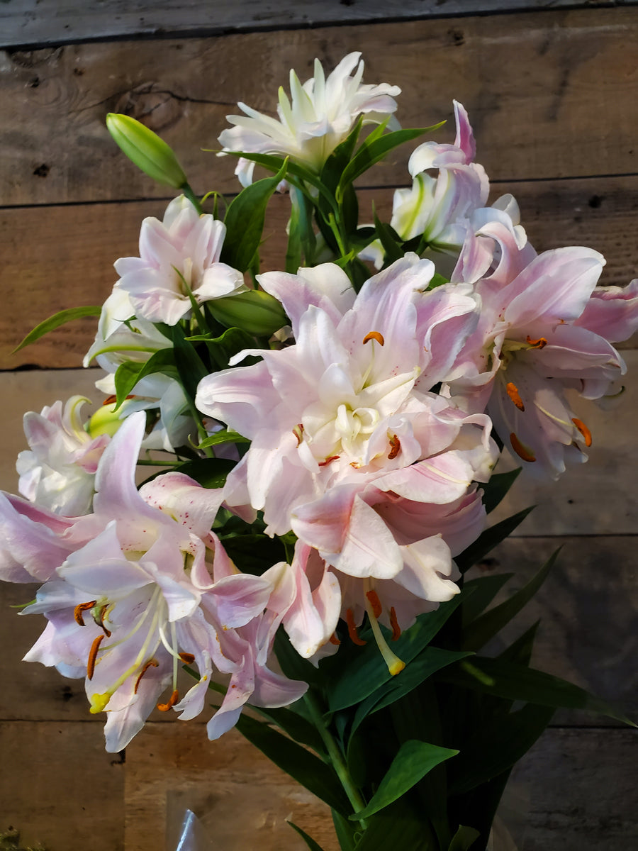 Fresh Cut Lilies The Granville Island Florist