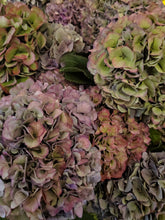 Load image into Gallery viewer, Fresh Cut Hydrangea