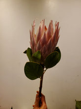 Load image into Gallery viewer, Fresh Cut Proteas
