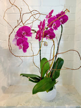 Load image into Gallery viewer, Double-Stem (Non-White) Orchid Planter