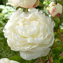Load image into Gallery viewer, Fresh Cut Peonies