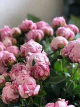 Load image into Gallery viewer, Fresh Cut Peonies