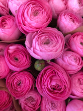Load image into Gallery viewer, Fresh Cut Regular Ranunculus