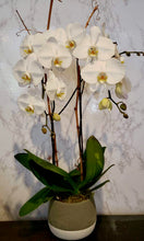 Load image into Gallery viewer, White Double-Stem Orchid Planter