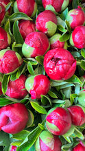 Load image into Gallery viewer, Fresh Cut Peonies