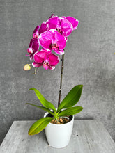 Load image into Gallery viewer, Single-Stem Orchid Planter