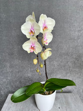 Load image into Gallery viewer, Single-Stem Orchid Planter