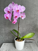 Load image into Gallery viewer, Single-Stem Orchid Planter