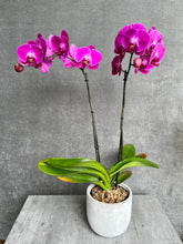 Load image into Gallery viewer, Double-Stem (Non-White) Orchid Planter